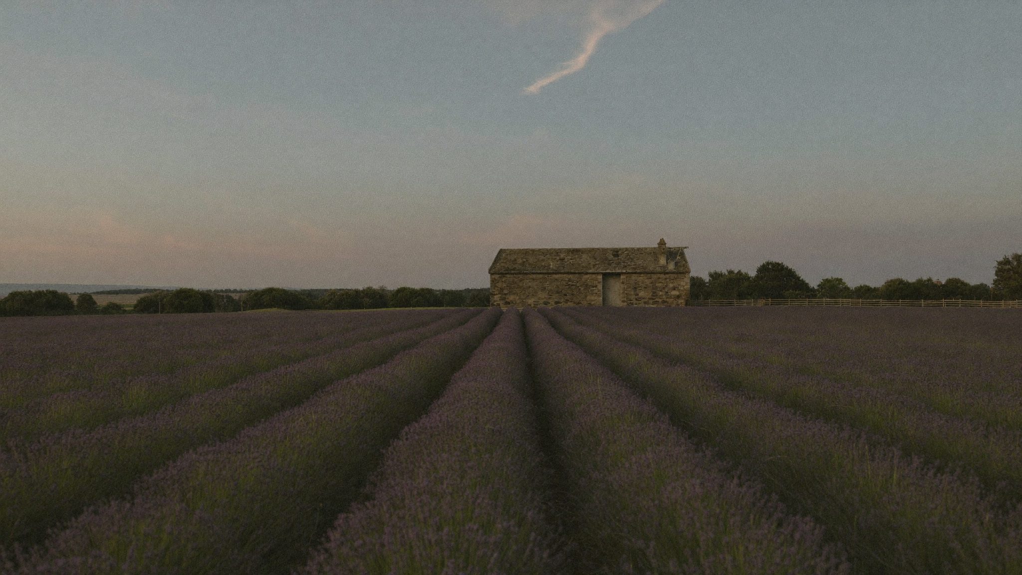 Champ de lavande de Provence à la tombée du jour